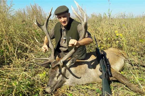 Deer
