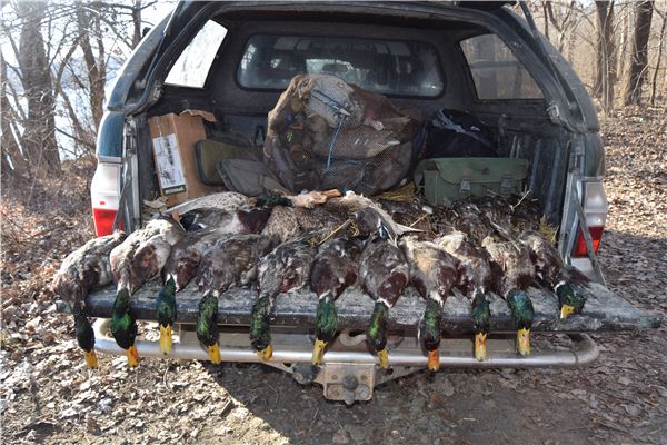 Ducks