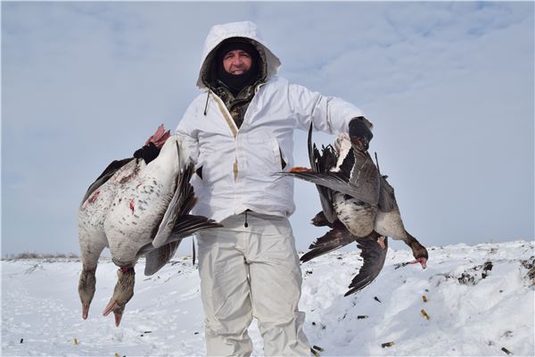 Geese