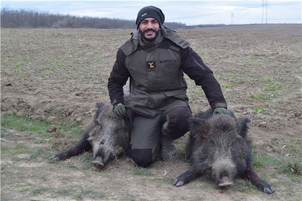 Wild Boar