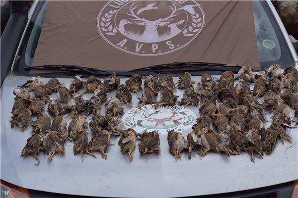 Quail